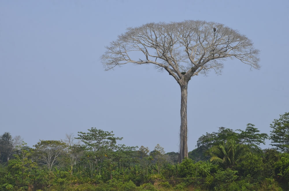 Fauna dan Flora Wilayah Amazon