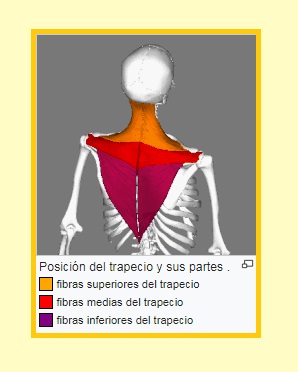 Otot trapezius: karakteristik, fungsi, sindrom, gangguan
