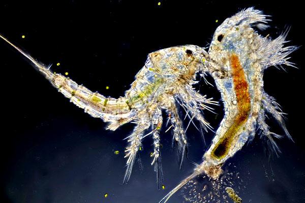 Plankton: karakteristik, jenis, makan dan reproduksi