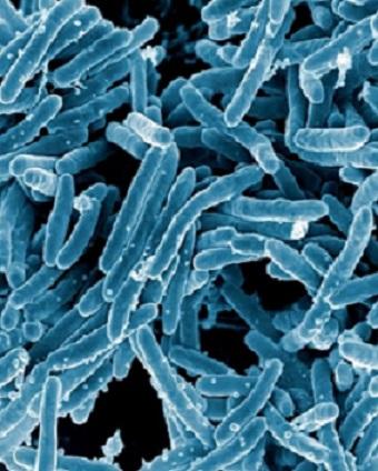 Mycobacterium: karakteristik, morfologi dan patogenesis