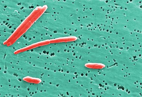 Bacteroidetes: karakteristik umum dan sistematis