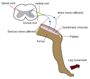 Organ tendon golgi: struktur anatomi, fungsi