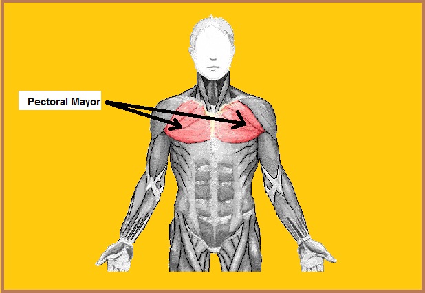 Otot pectoralis mayor: asal, penyisipan, fungsi, sindrom