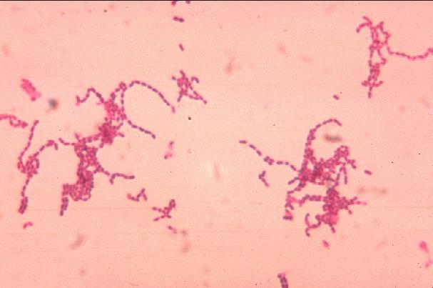 Peptostreptococcus: karakteristik, morfologi, gejala