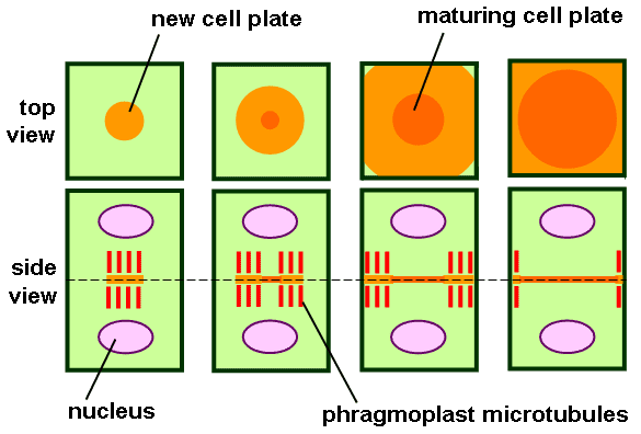 Telofase: pada mitosis dan meiosis