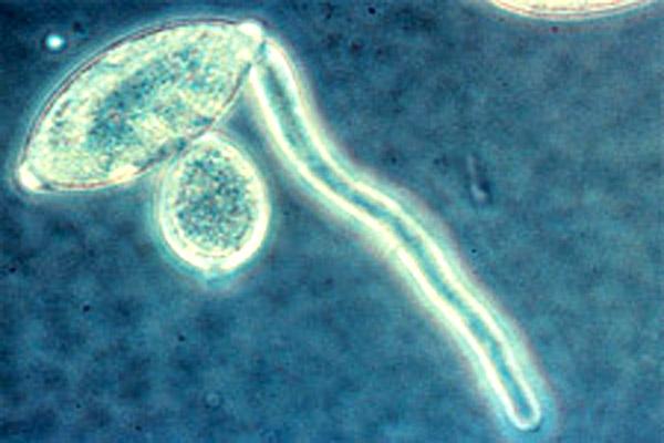 Oomycetes: karakteristik, siklus hidup, nutrisi, reproduksi