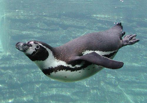 15 Hewan Laut Peru Paling Umum