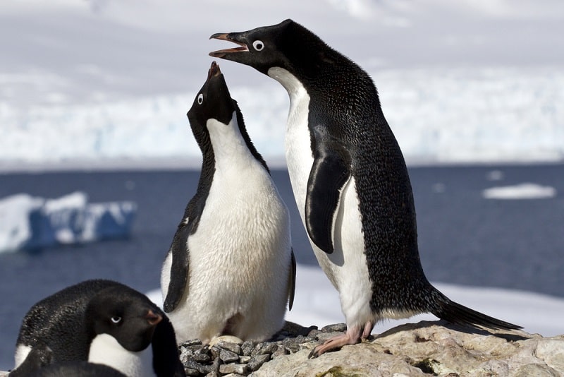 Flora dan fauna Antartika: spesies perwakilan