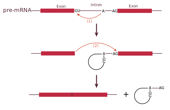 RNA: Fungsi, Struktur dan Jenis