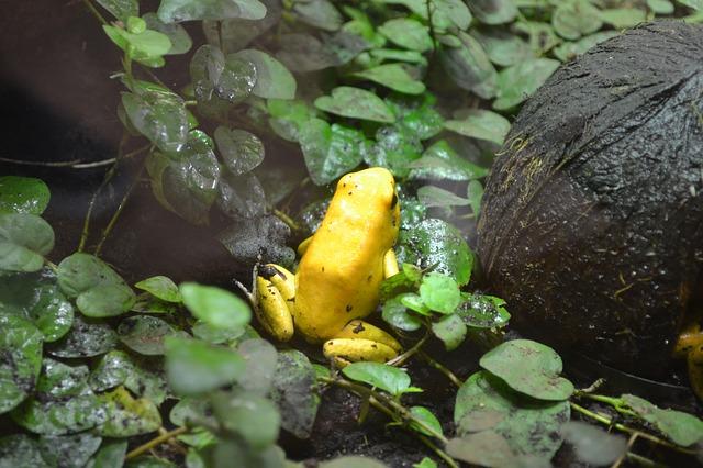 Katak emas, spesies yang terancam punah