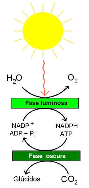 Fase cahaya fotosintesis: mekanisme dan produk