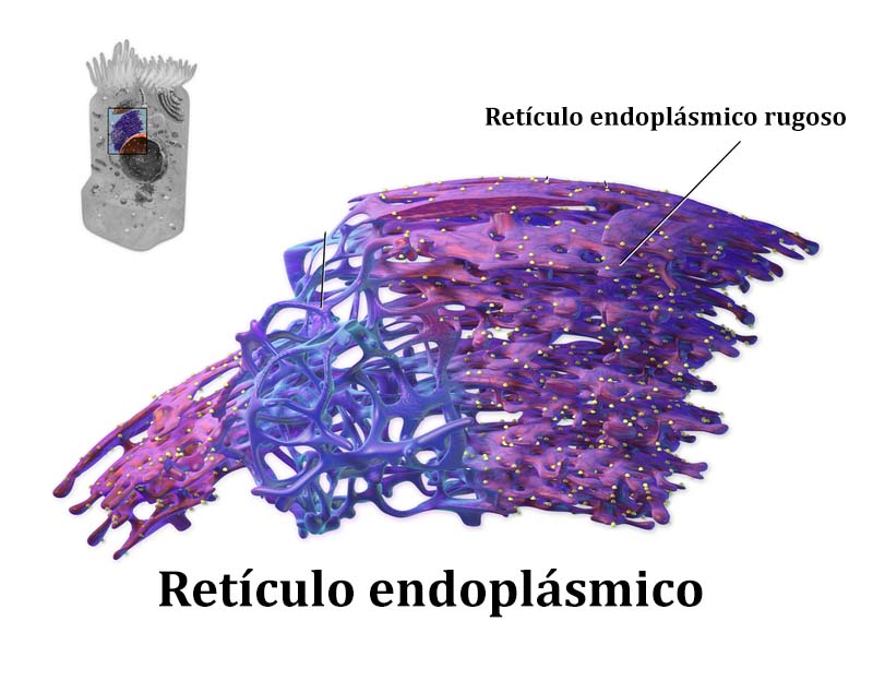 Retikulum endoplasma kasar: struktur dan fungsi