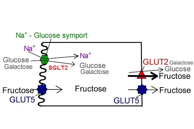 SGLT2 (Kotransporter glukosa natrium)