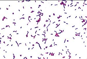 Streptococcus sanguinis: karakteristik, morfologi, siklus hidup