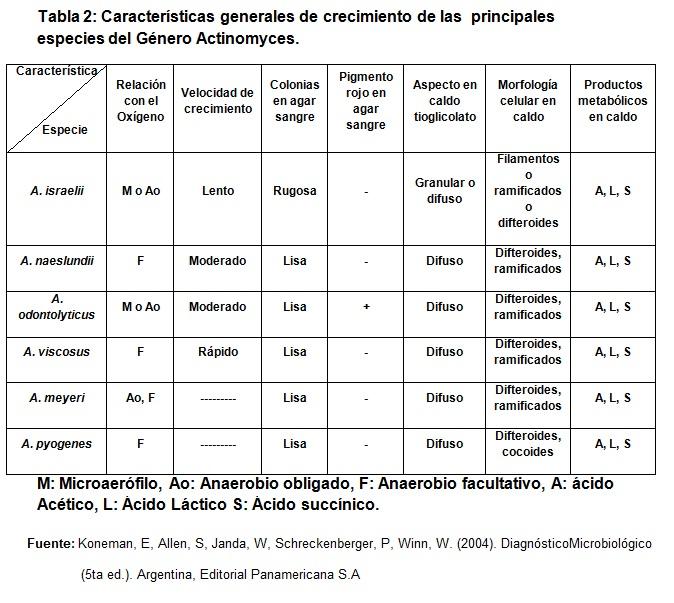 Actinomyces: karakteristik, taksonomi, morfologi, patogenesis