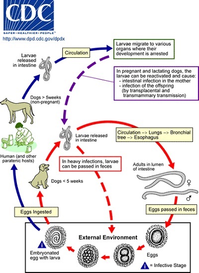 Toxocara canis: ciri, morfologi, gejala infeksi
