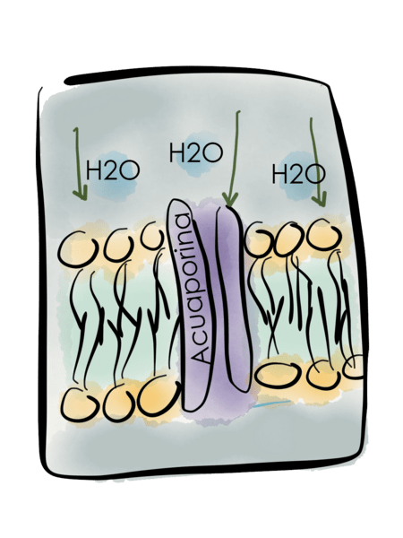 Aquaporin: fungsi, struktur, dan jenisnya