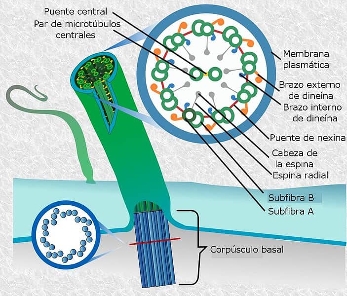 Flagela: eukariotik, prokariotik (struktur dan fungsi)