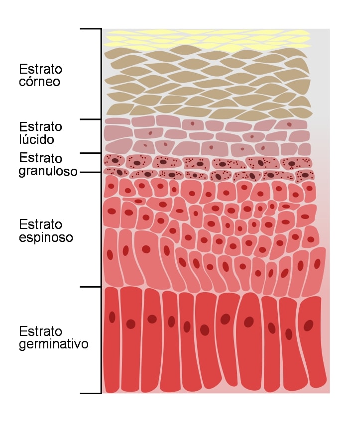 Stratum spinosum: karakteristik, histologi, fungsi