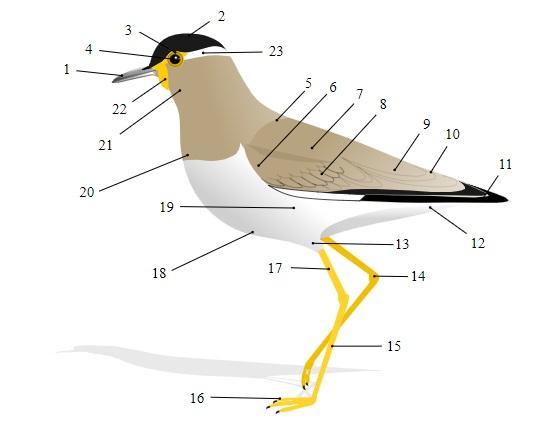 Respirasi burung: struktur dan unsur