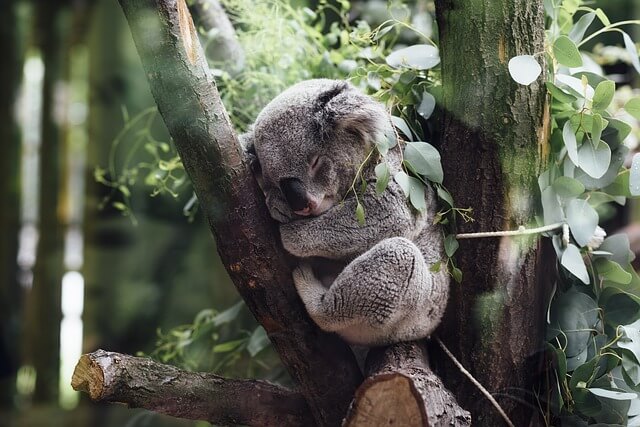 Koala: karakteristik, habitat, reproduksi, makan