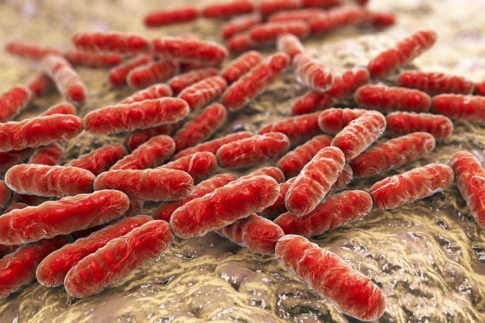Eubacteria: karakteristik, nutrisi, reproduksi, klasifikasi