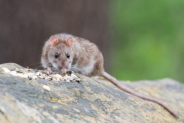 Tikus: karakteristik, taksonomi, habitat, nutrisi