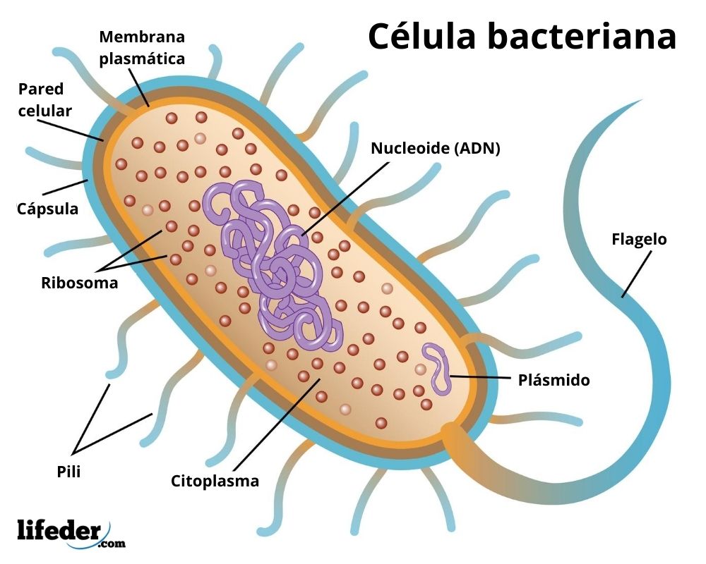 Eubacteria: karakteristik, nutrisi, reproduksi, klasifikasi