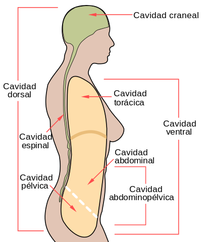 Rongga perut: anatomi dan organ, fungsi