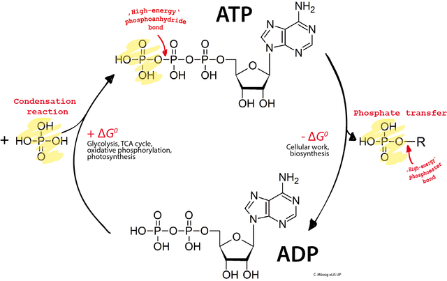 ATP (adenosin trifosfat): struktur, fungsi, hidrolisis