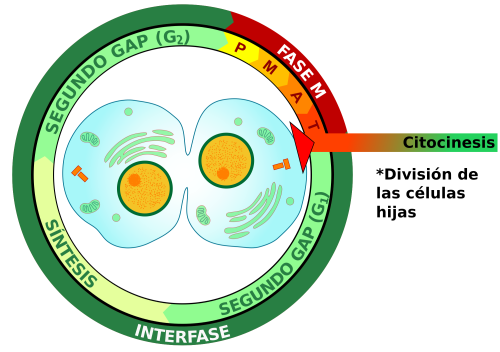 Ilustrasi sitokinesis atau pembelahan sel.