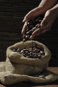 Kakao: karakteristik, habitat, varietas, sifat
