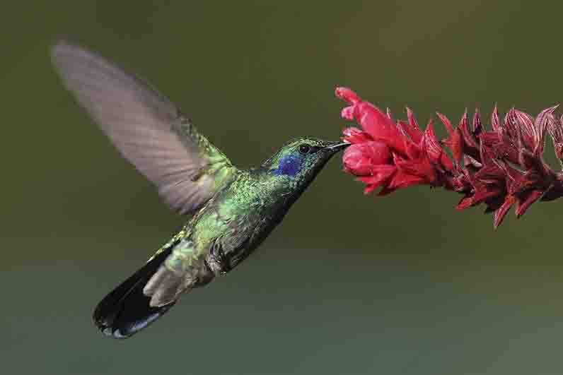 siklus hidup burung kolibri