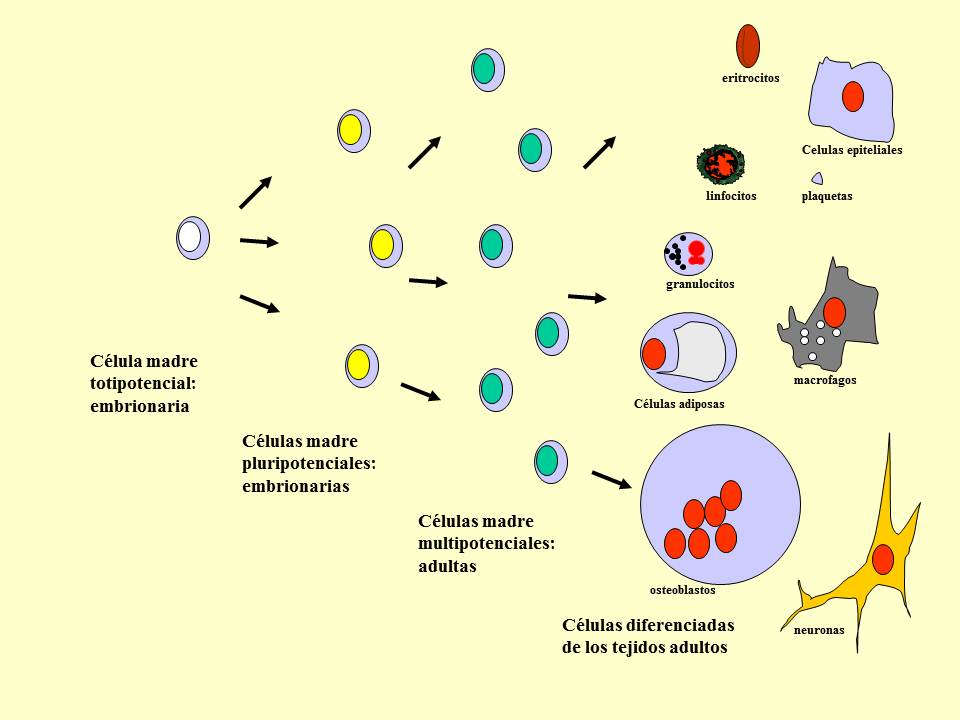 Hasil gambar untuk diferensiasi sel lifeder