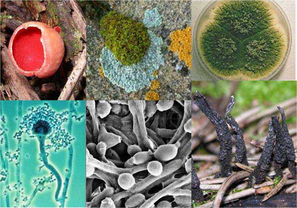 Ascomycetes: karakteristik, nutrisi, habitat, reproduksi