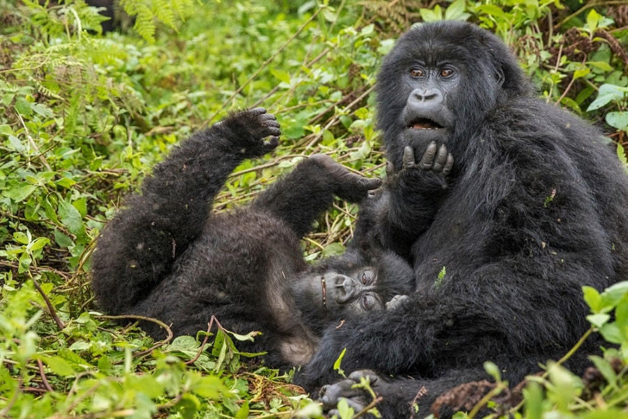 Gorila gunung: karakteristik, habitat, reproduksi