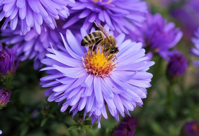 Hubungan antara lebah dan bunga adalah contoh mutualisme.