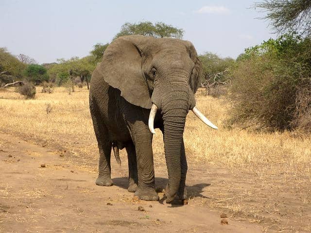 Gajah: karakteristik, evolusi, makan, reproduksi