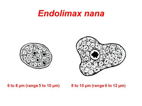Apa itu Endolimax Nana?