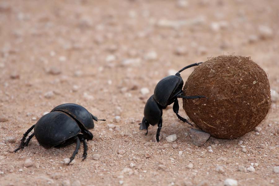 Kumbang kotoran mengaduk pupuk kandang