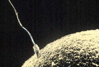 Hasil gambar untuk sperma lifeder