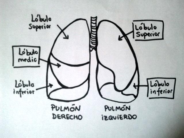 Apa itu lobus paru?