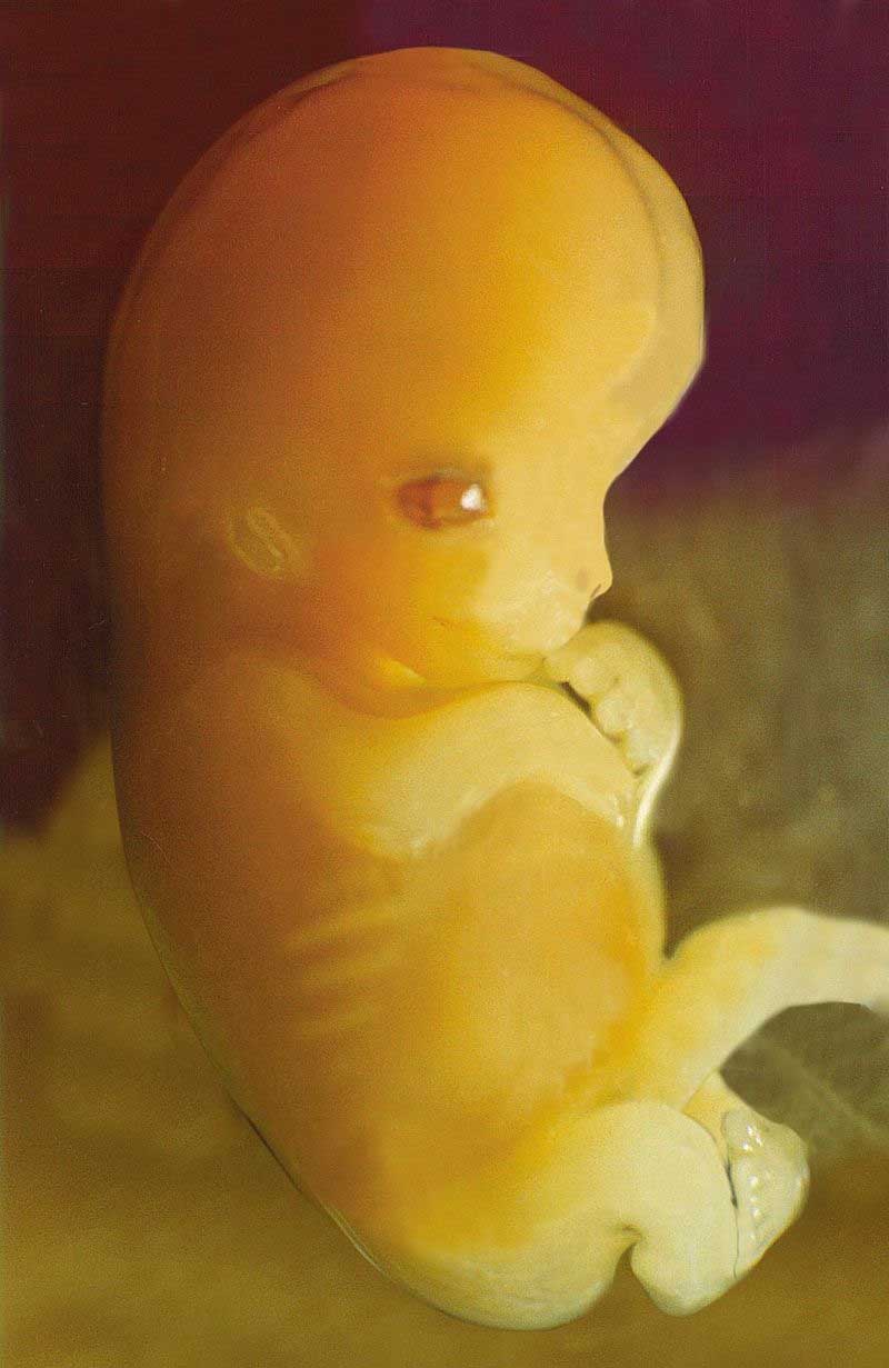 embrio melalui berbagai tahap perkembangan