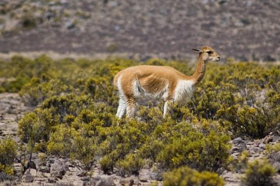 Fauna Arequipa: Spesies Paling Mewakili