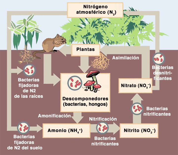 Fiksasi nitrogen: proses biotik dan abiotik