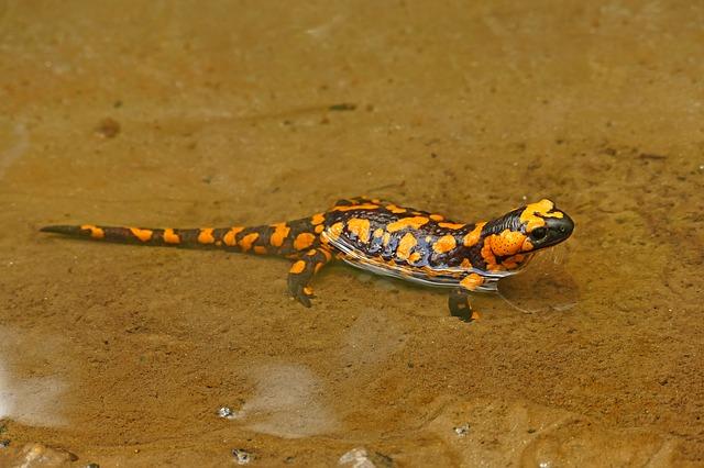 Hasil gambar untuk salamander lifeder