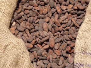 Kakao: karakteristik, habitat, varietas, sifat