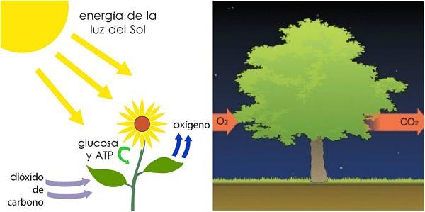 Perbedaan proses fotosintesis dan respirasi pada tumbuhan.