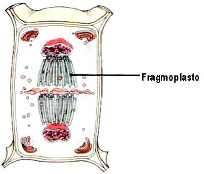 Fragmoplast: karakteristik, fungsi, komposisi