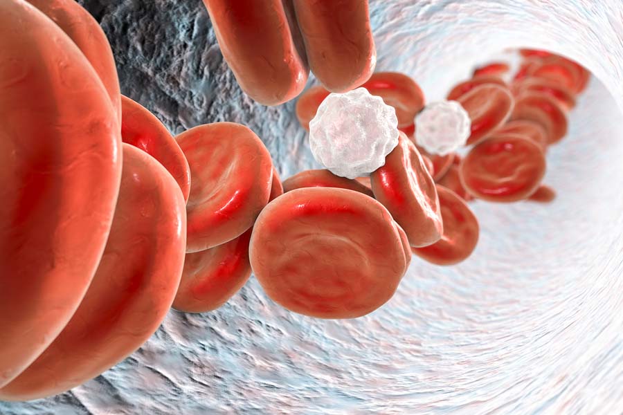 fungsi darah seperti pengangkutan sel darah putih dan sel darah merah